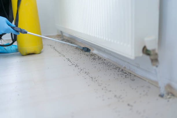 Best Pest Removal Services  in Denair, CA